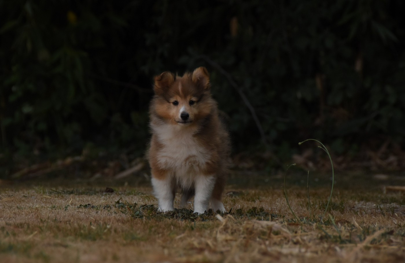 des Collines de Sagne - Chiots disponibles - Shetland Sheepdog