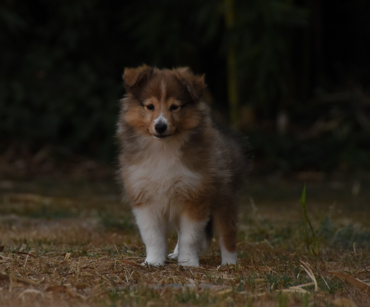 des Collines de Sagne - Chiots disponibles - Shetland Sheepdog
