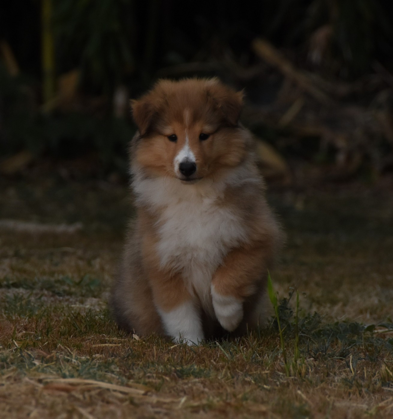 des Collines de Sagne - Chiots disponibles - Shetland Sheepdog