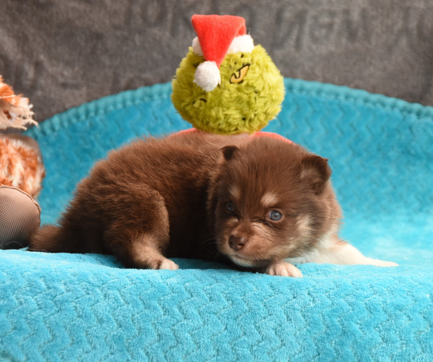 des Collines de Sagne - Chiots disponibles - Chien finnois de Laponie