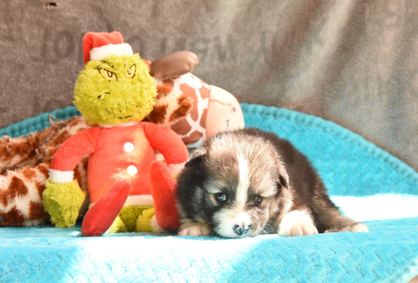 des Collines de Sagne - Chiots disponibles - Chien finnois de Laponie