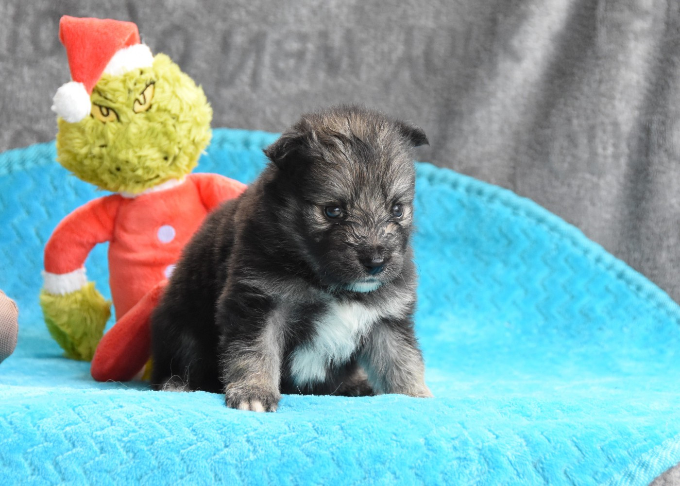 des Collines de Sagne - Chiots disponibles - Chien finnois de Laponie