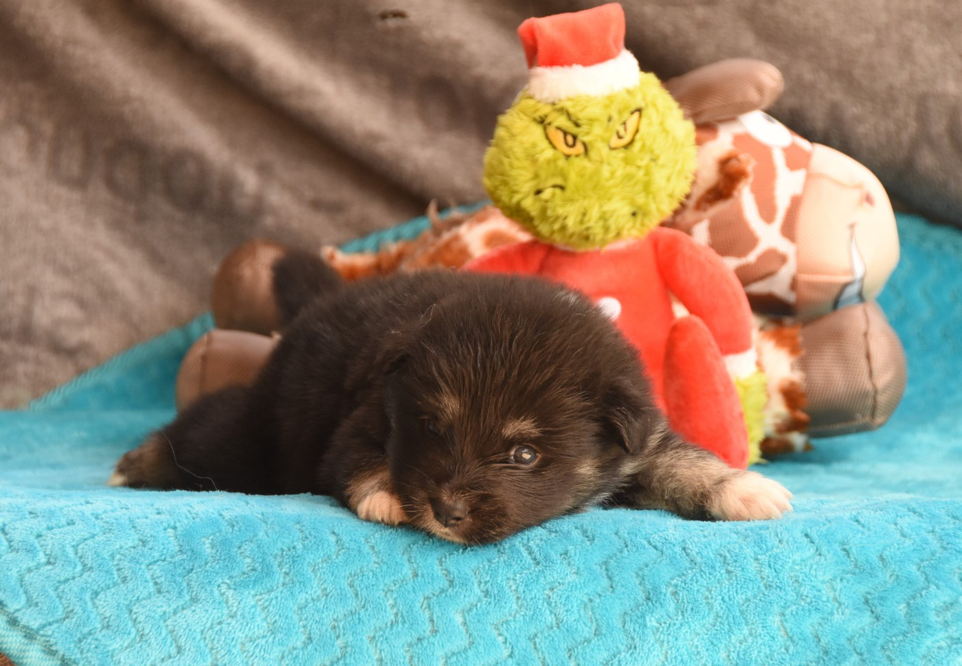 des Collines de Sagne - Chiots disponibles - Chien finnois de Laponie