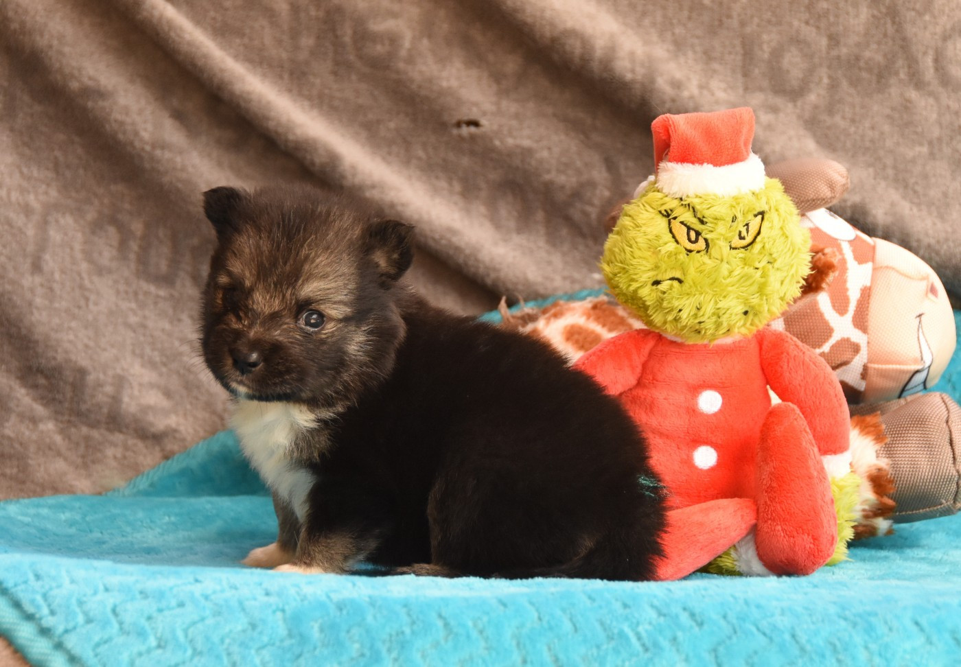 des Collines de Sagne - Chiots disponibles - Chien finnois de Laponie