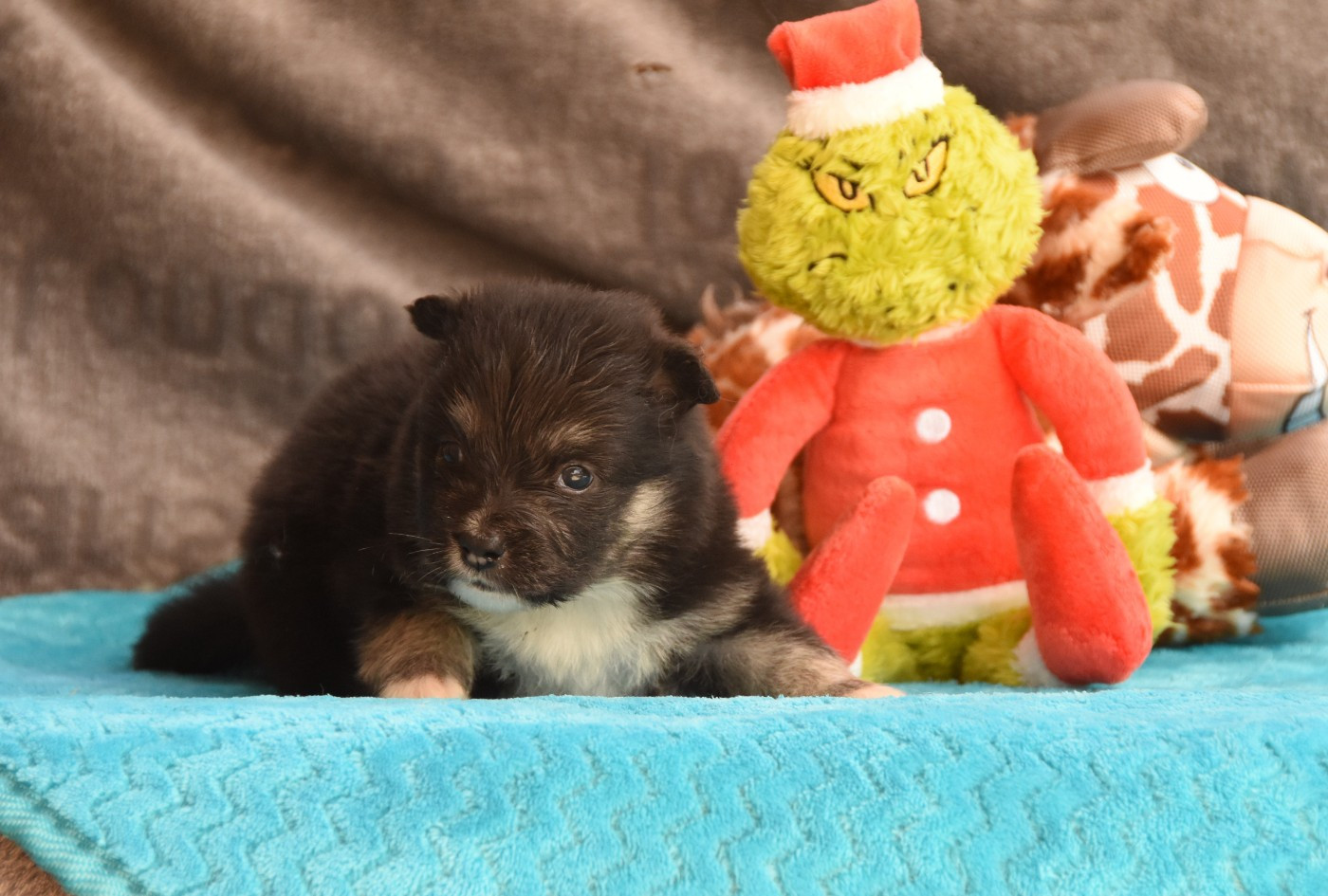 des Collines de Sagne - Chiots disponibles - Chien finnois de Laponie