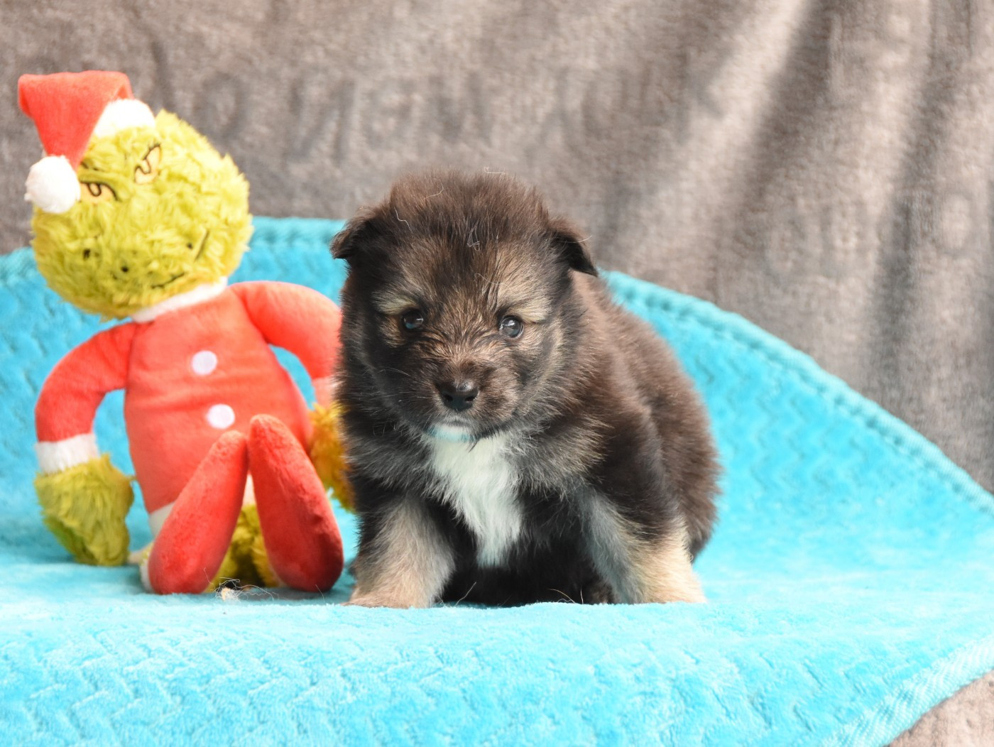 des Collines de Sagne - Chiots disponibles - Chien finnois de Laponie
