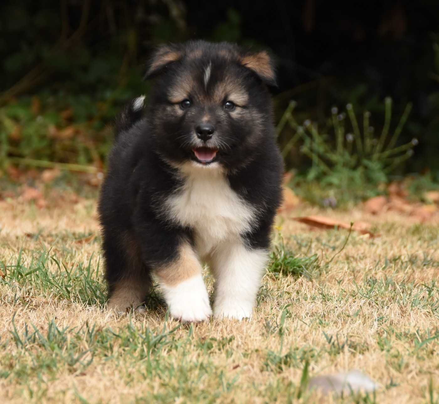 des Collines de Sagne - Chiots disponibles - Chien finnois de Laponie