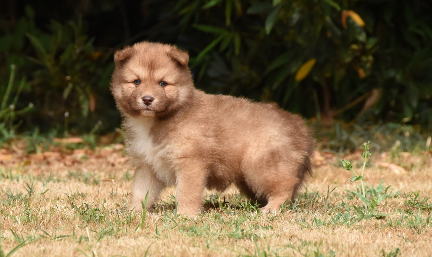 des Collines de Sagne - Chiots disponibles - Chien finnois de Laponie
