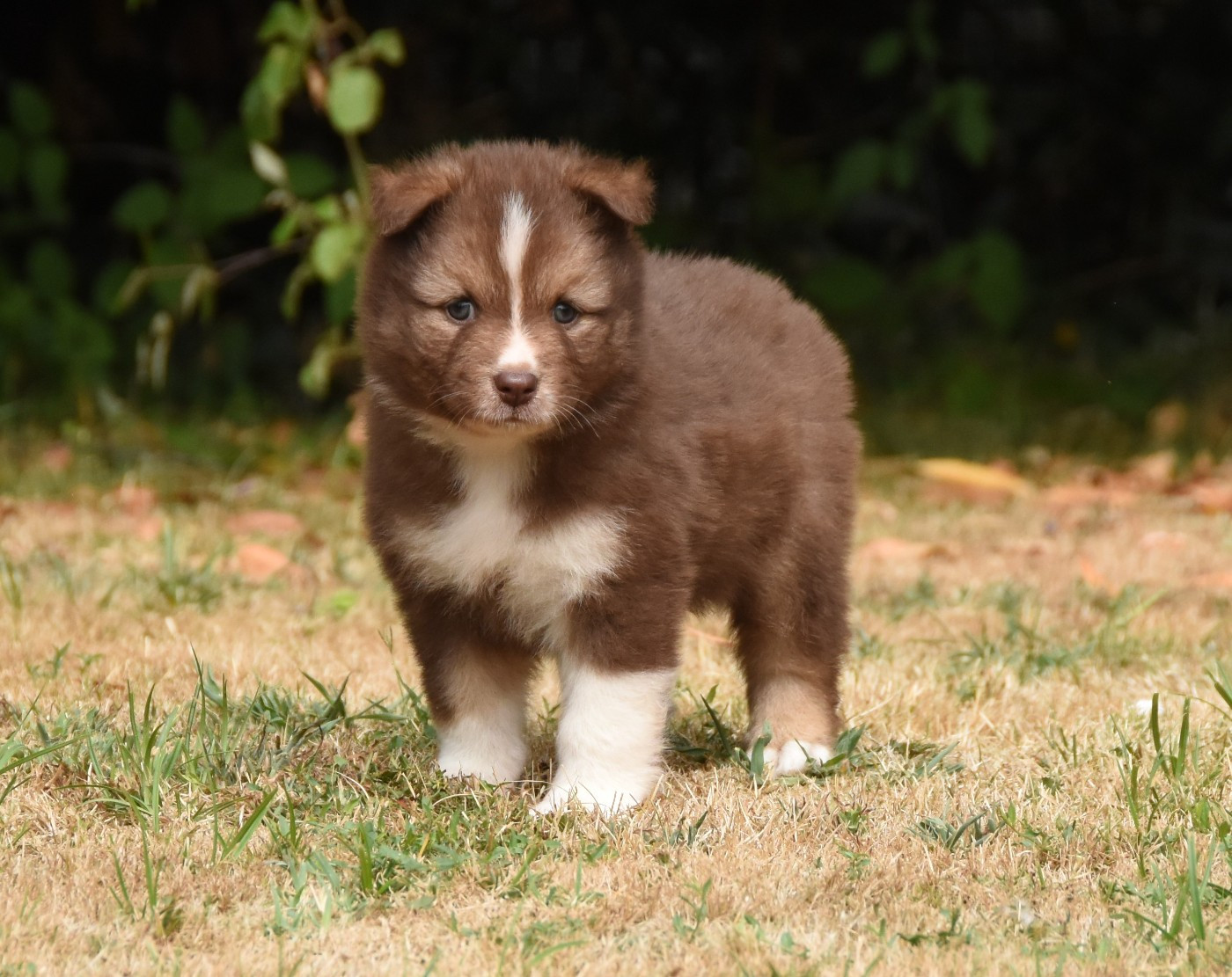 des Collines de Sagne - Chiots disponibles - Chien finnois de Laponie