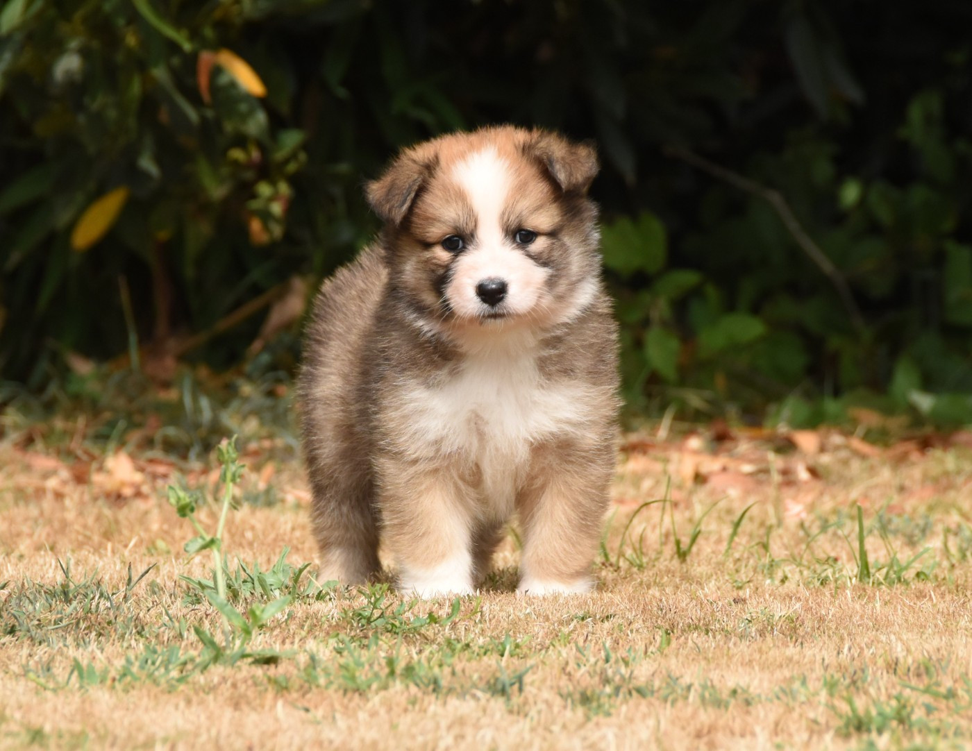 des Collines de Sagne - Chiots disponibles - Chien finnois de Laponie