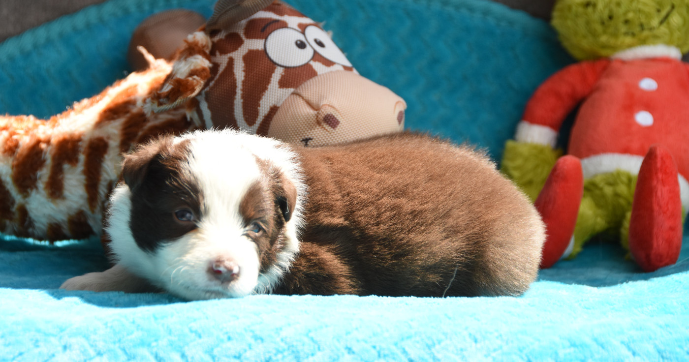 des Collines de Sagne - Chiots disponibles - Border Collie