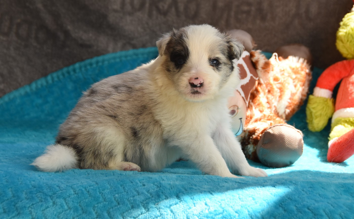 des Collines de Sagne - Chiots disponibles - Border Collie