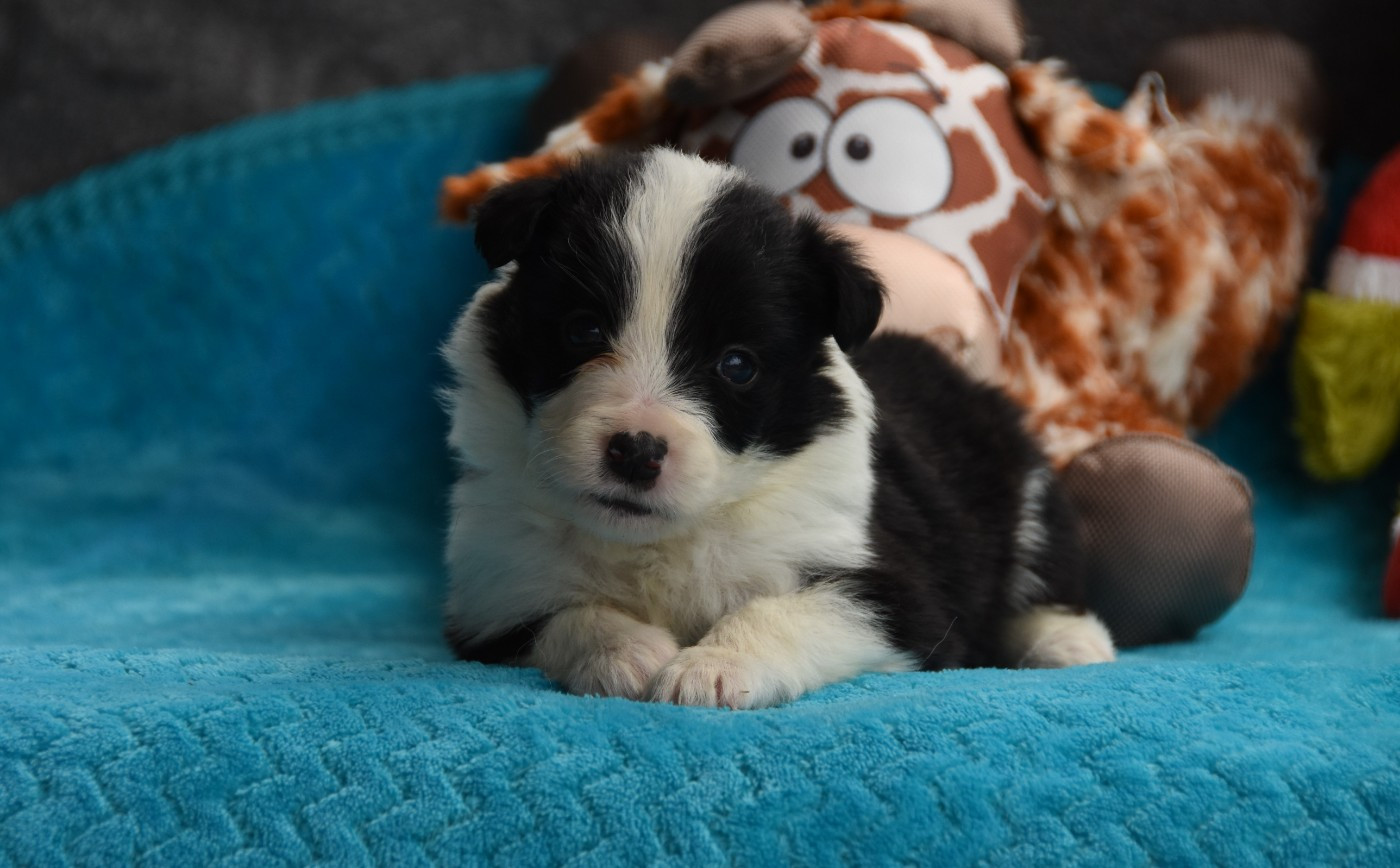 des Collines de Sagne - Chiots disponibles - Border Collie