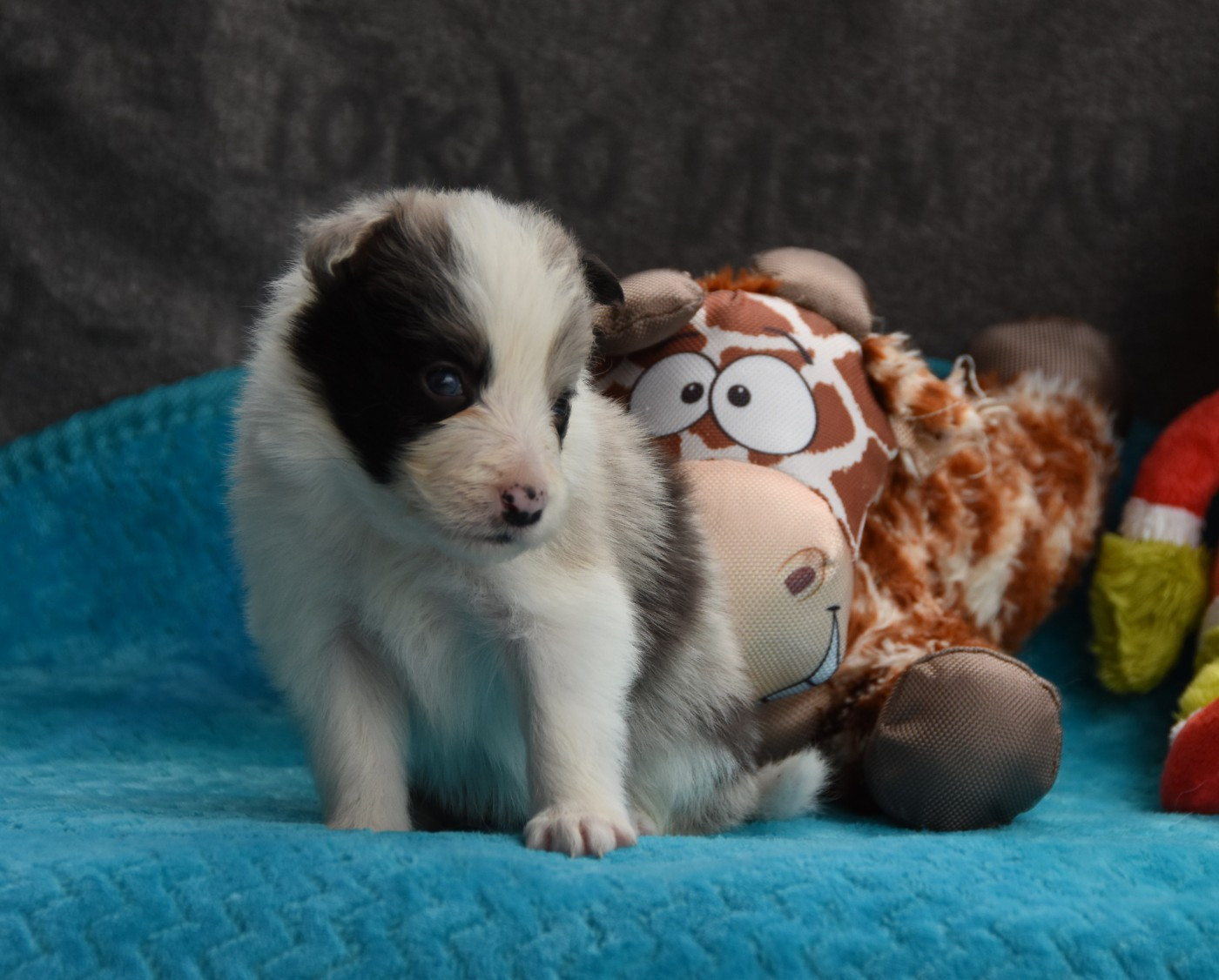 des Collines de Sagne - Chiots disponibles - Border Collie