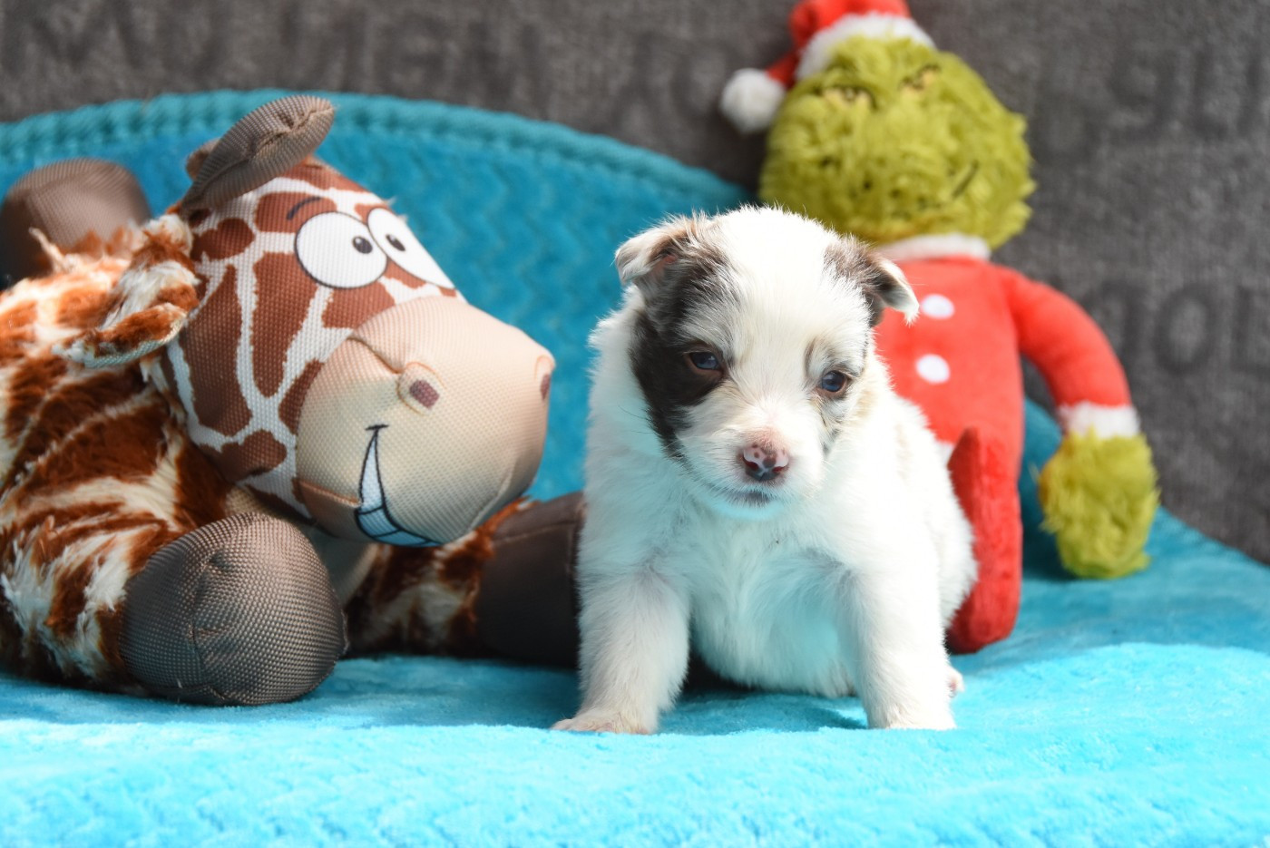 des Collines de Sagne - Chiots disponibles - Border Collie