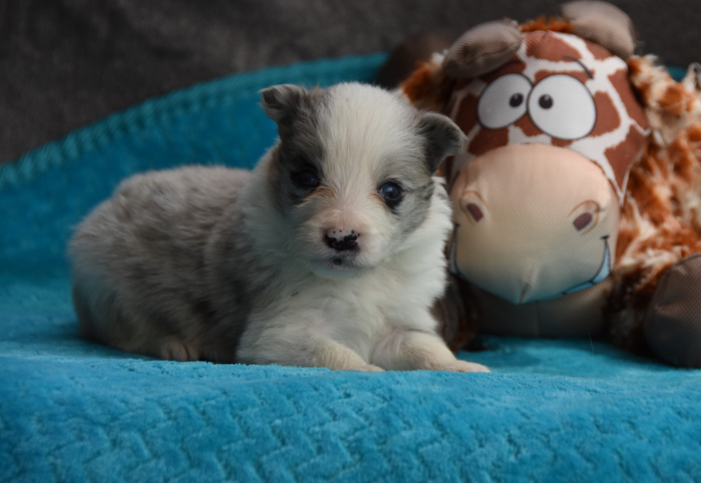 des Collines de Sagne - Chiots disponibles - Border Collie