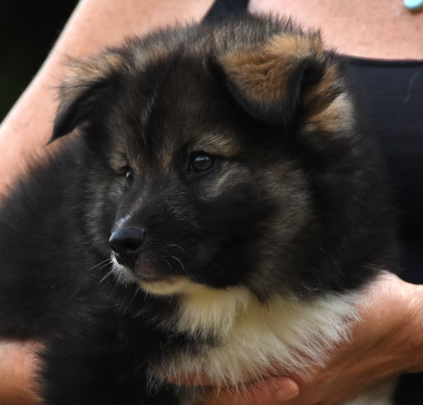 des Collines de Sagne - Chiots disponibles - Chien finnois de Laponie