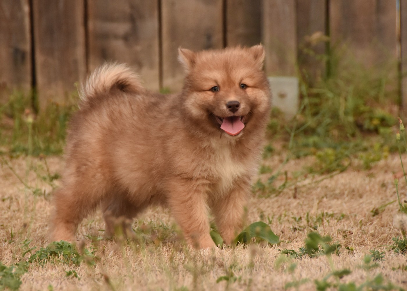 des Collines de Sagne - Chiots disponibles - Chien finnois de Laponie