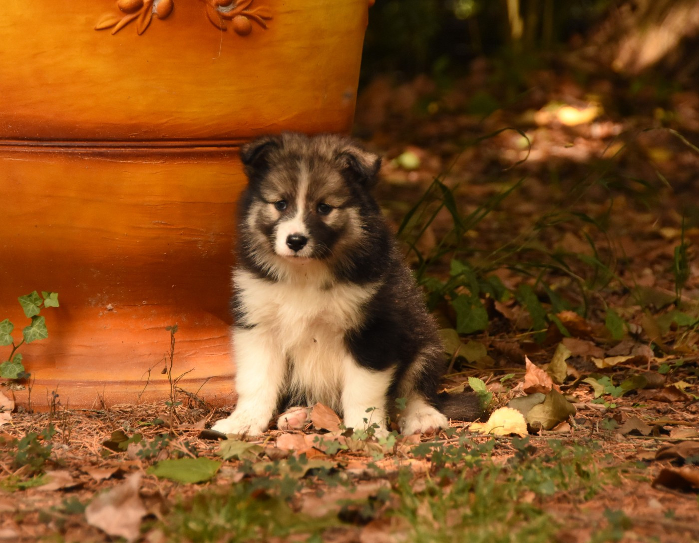 des Collines de Sagne - Chiots disponibles - Chien finnois de Laponie