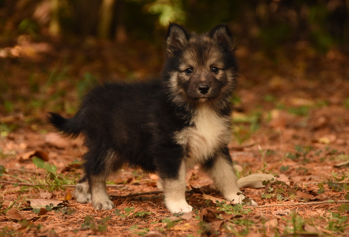 des Collines de Sagne - Chiots disponibles - Chien finnois de Laponie
