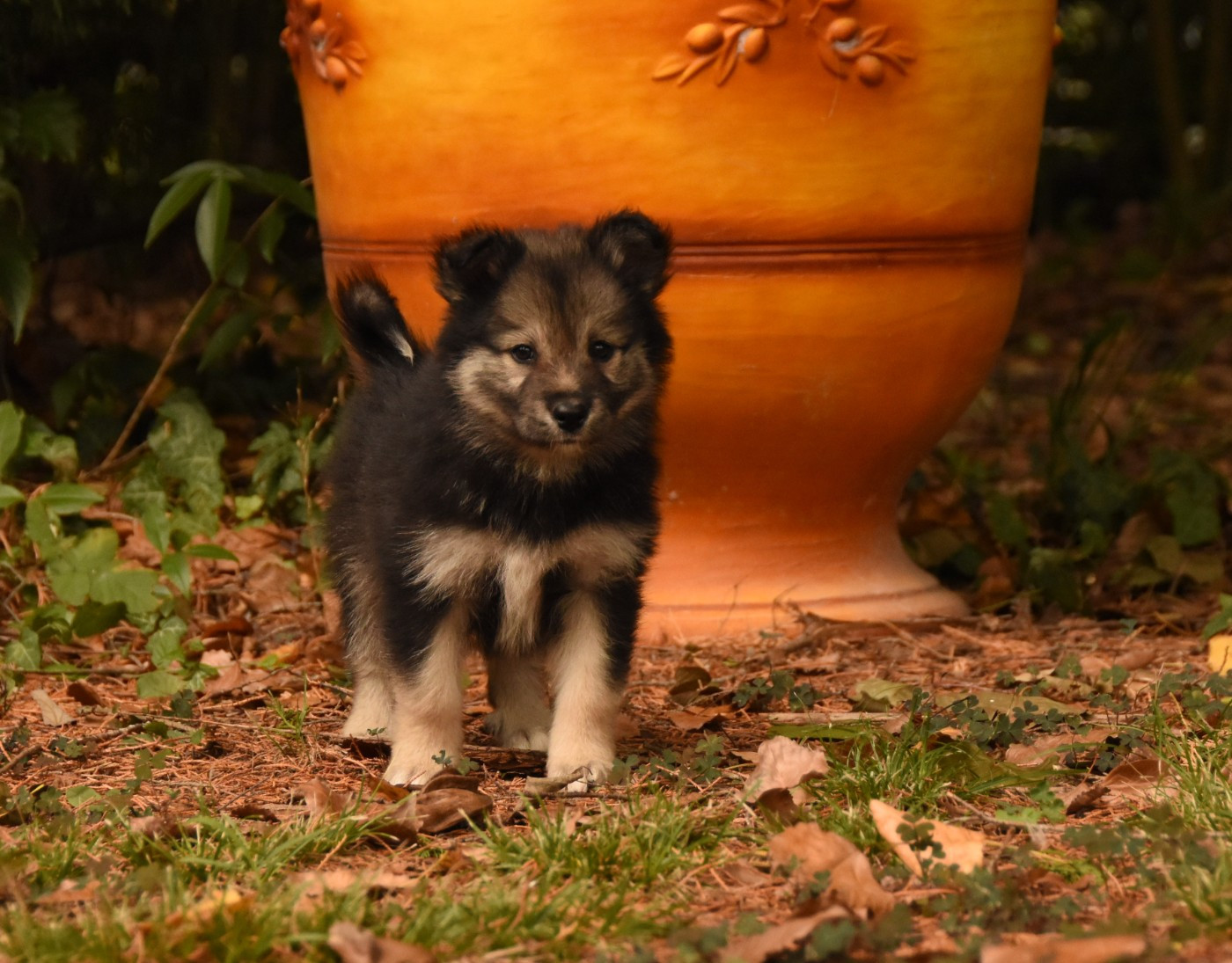 des Collines de Sagne - Chiots disponibles - Chien finnois de Laponie