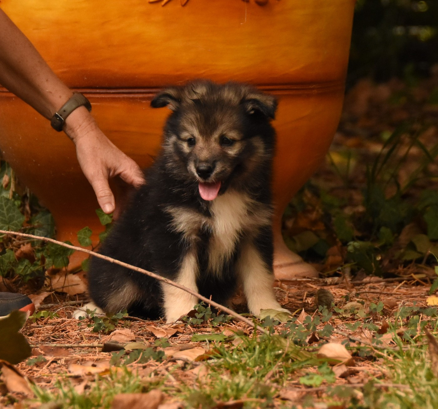 des Collines de Sagne - Chiots disponibles - Chien finnois de Laponie