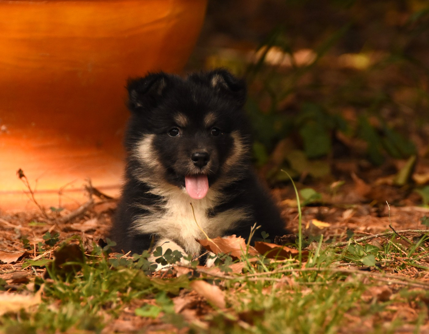 des Collines de Sagne - Chiots disponibles - Chien finnois de Laponie