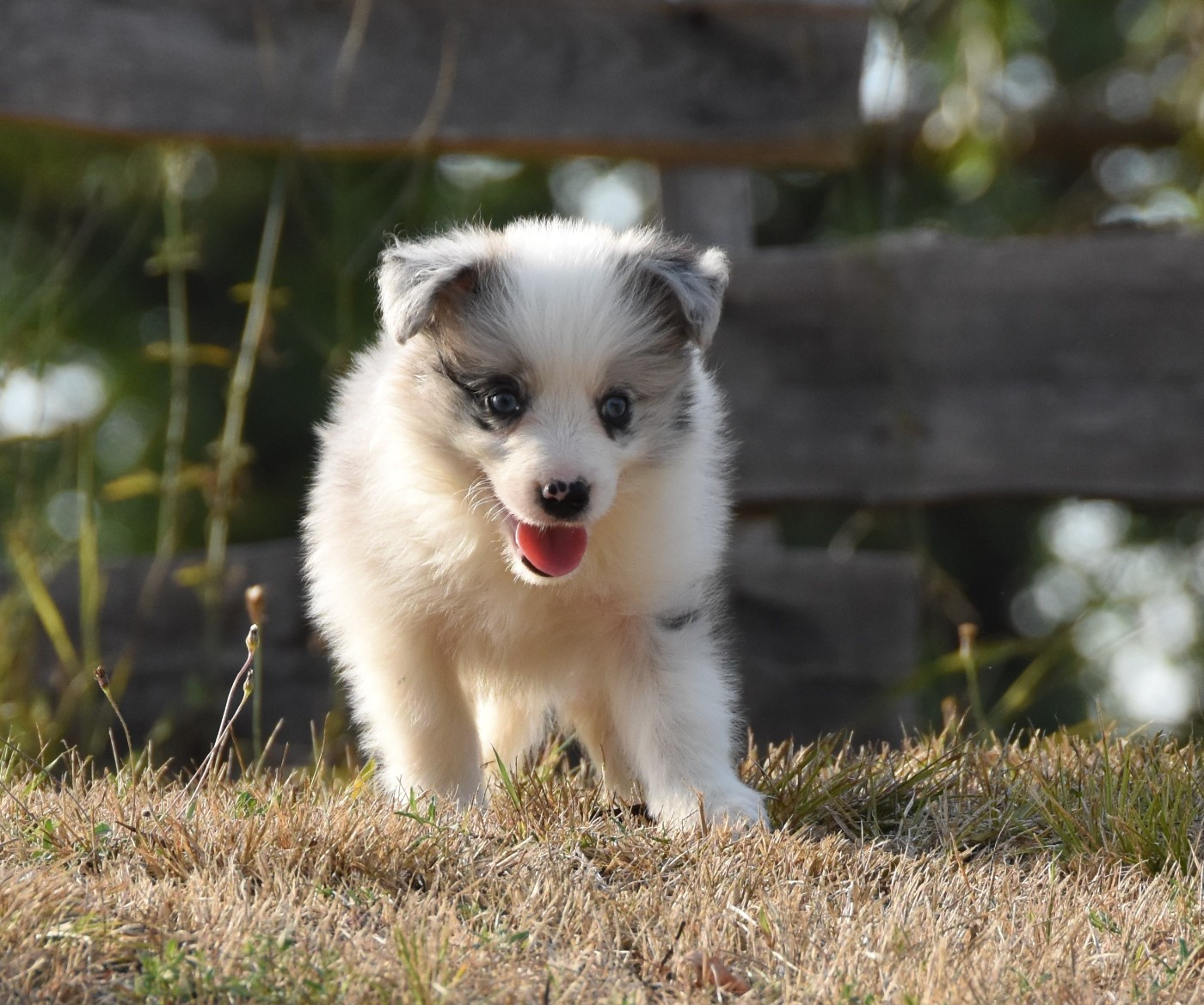 des Collines de Sagne - Chiots disponibles - Border Collie