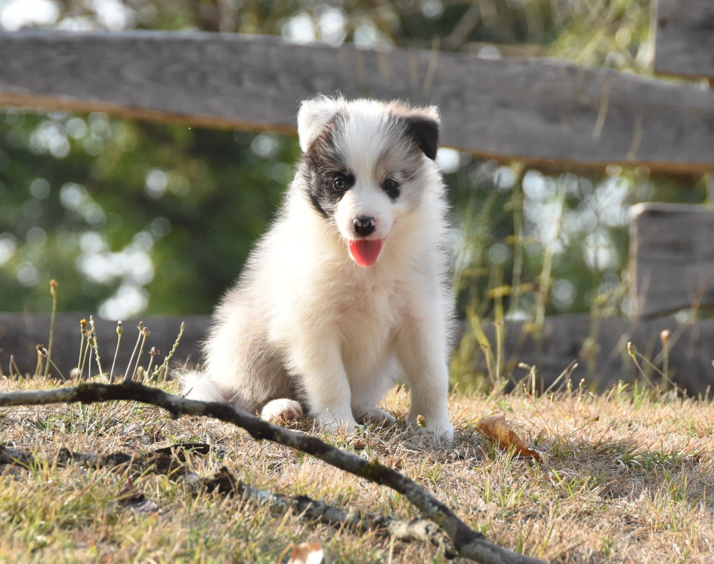 des Collines de Sagne - Chiots disponibles - Border Collie