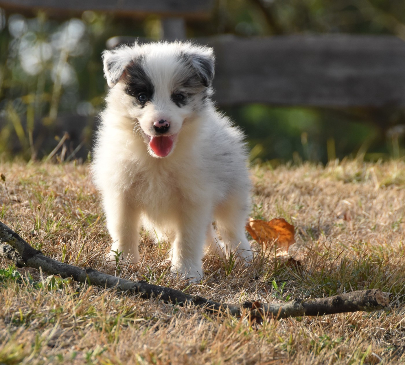 des Collines de Sagne - Chiots disponibles - Border Collie