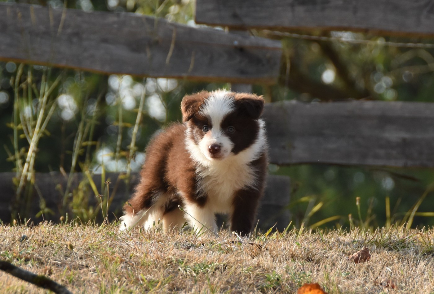 des Collines de Sagne - Chiots disponibles - Border Collie