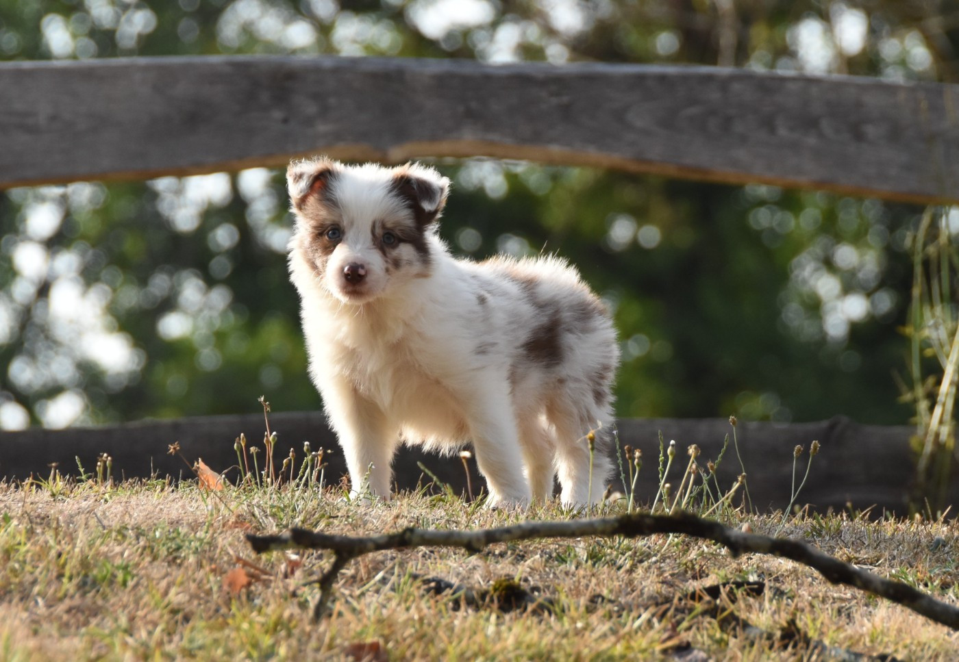 des Collines de Sagne - Chiots disponibles - Border Collie