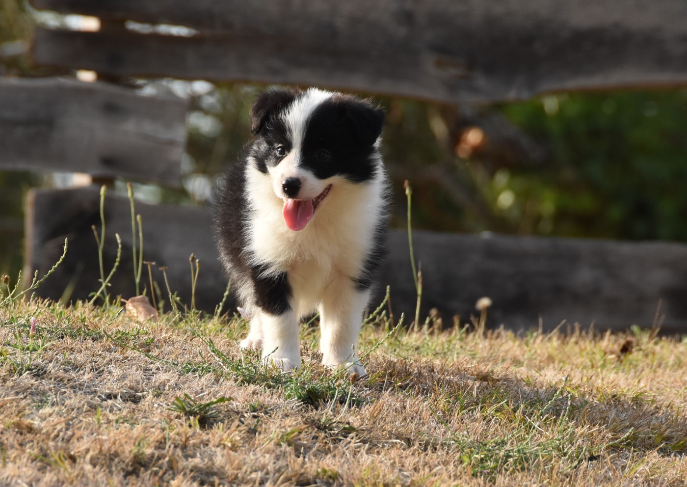 des Collines de Sagne - Chiots disponibles - Border Collie