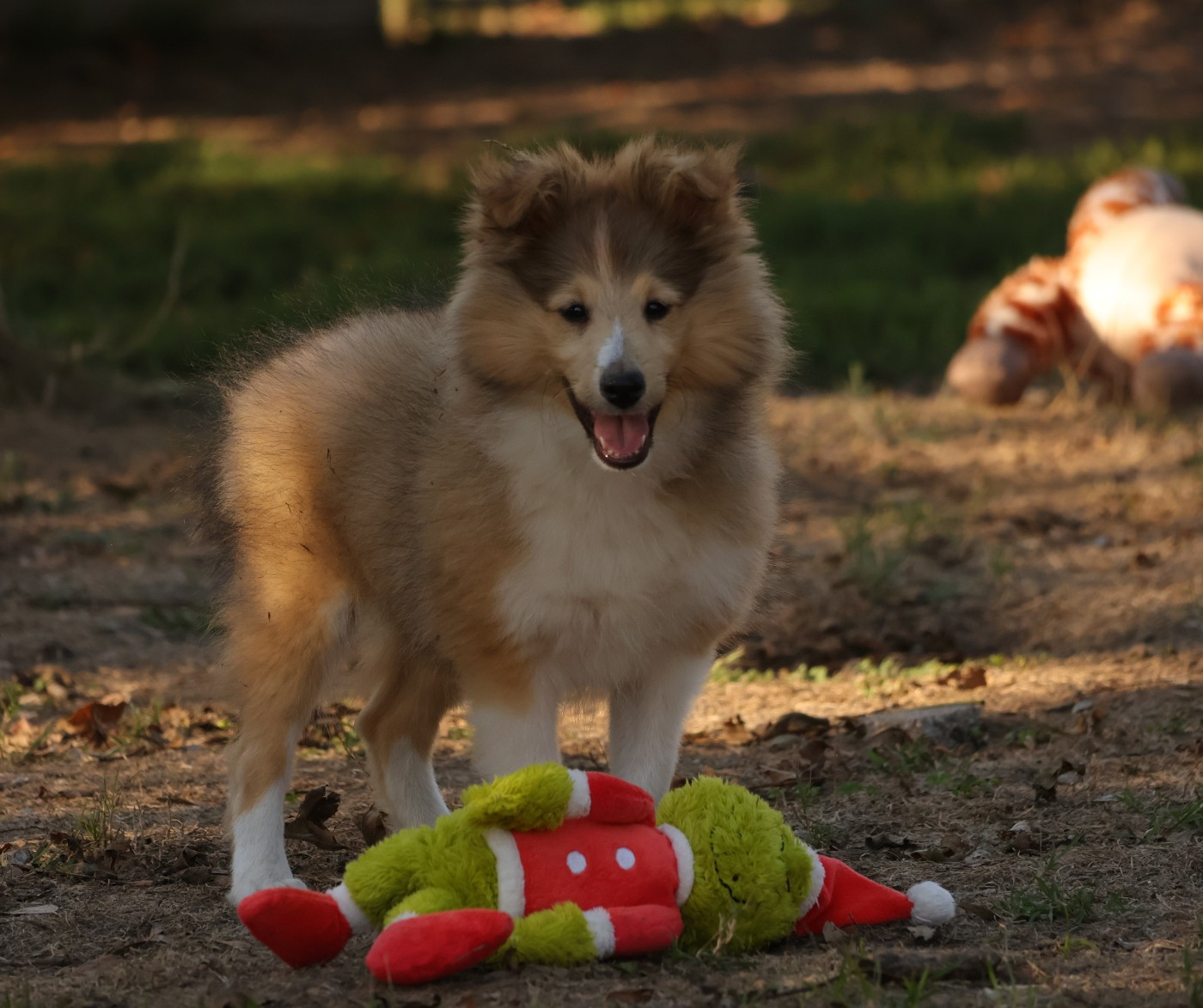des Collines de Sagne - Chiots disponibles - Shetland Sheepdog