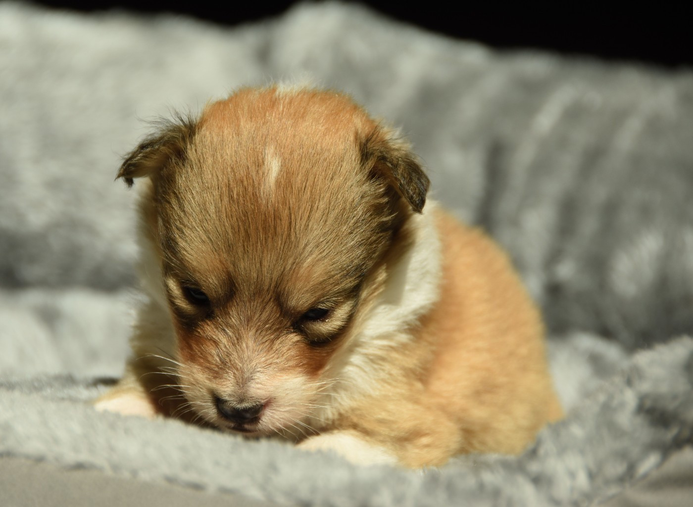 des Collines de Sagne - Chiots disponibles - Shetland Sheepdog