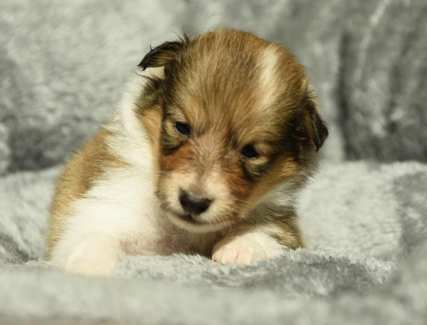 des Collines de Sagne - Chiots disponibles - Shetland Sheepdog