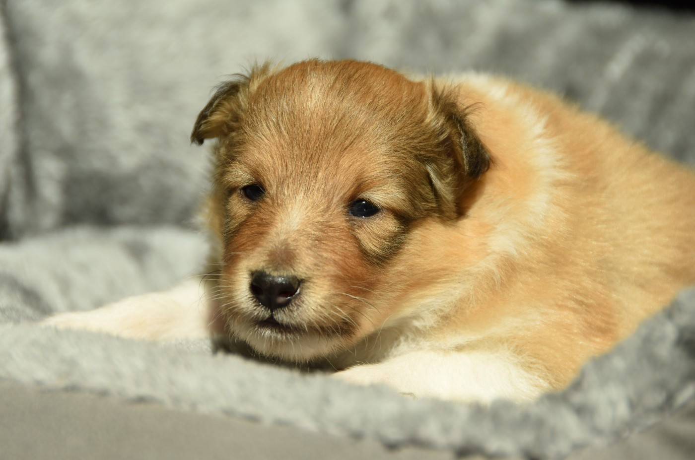 des Collines de Sagne - Chiots disponibles - Shetland Sheepdog
