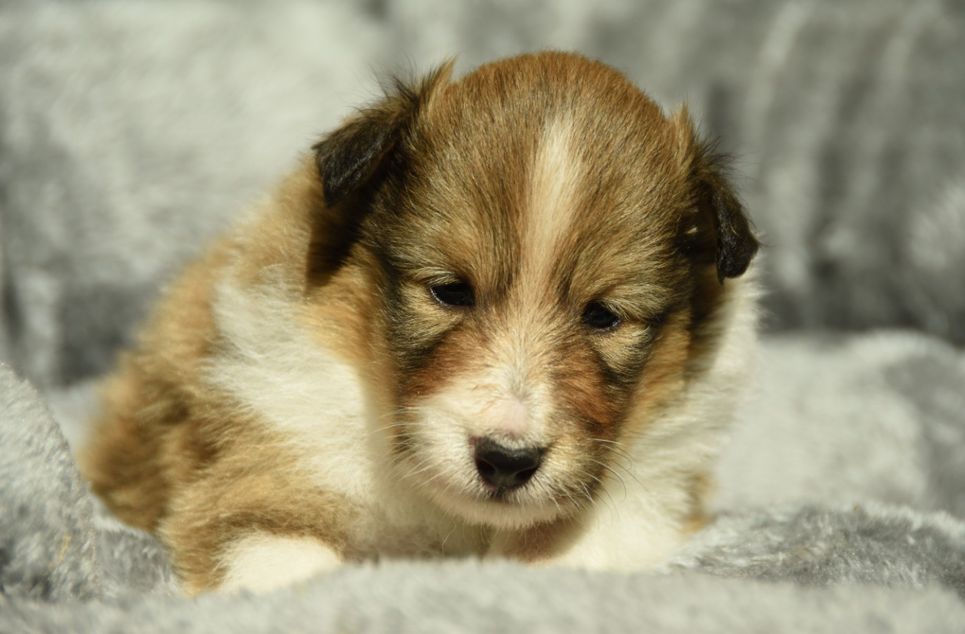 des Collines de Sagne - Chiots disponibles - Shetland Sheepdog
