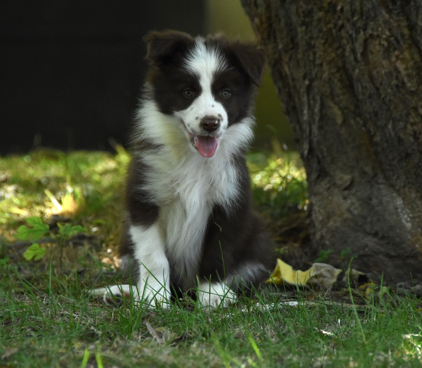 des Collines de Sagne - Chiots disponibles - Border Collie