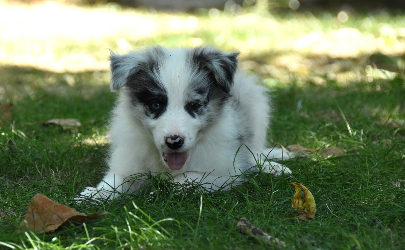 des Collines de Sagne - Chiots disponibles - Border Collie