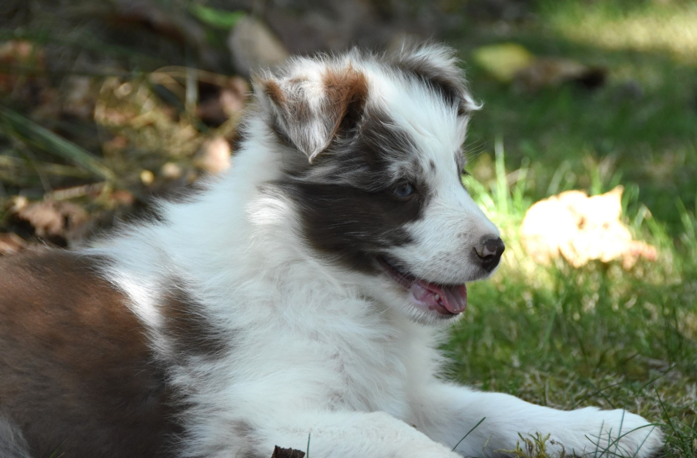 des Collines de Sagne - Chiots disponibles - Border Collie
