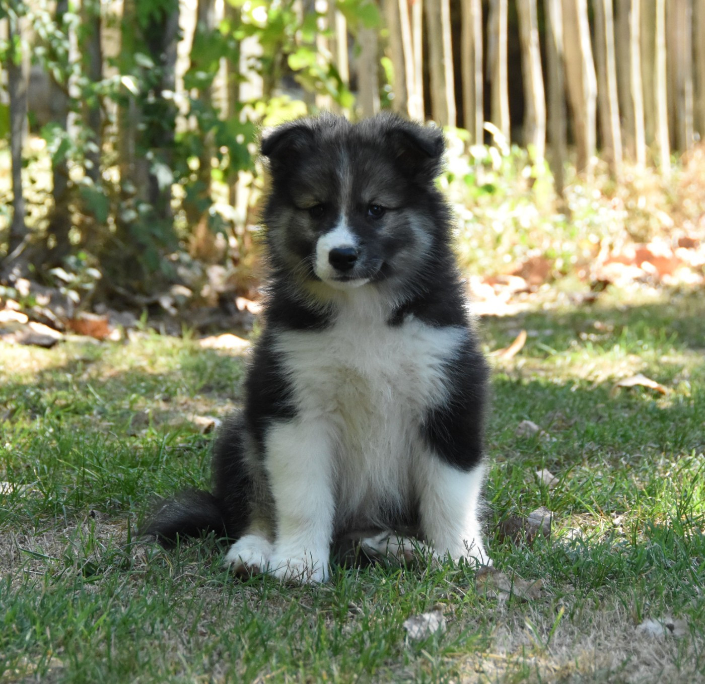 des Collines de Sagne - Chiots disponibles - Chien finnois de Laponie