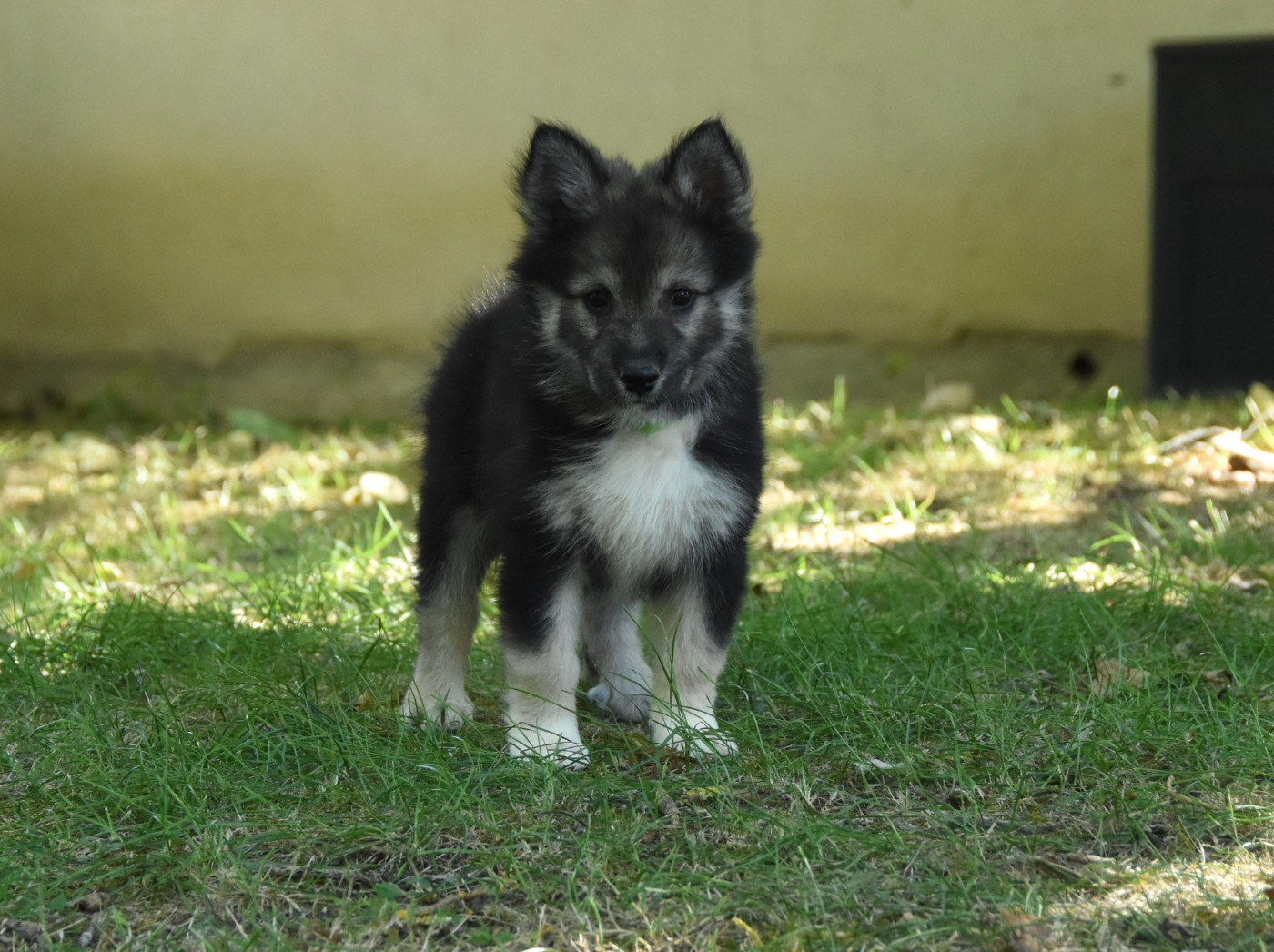 des Collines de Sagne - Chiots disponibles - Chien finnois de Laponie