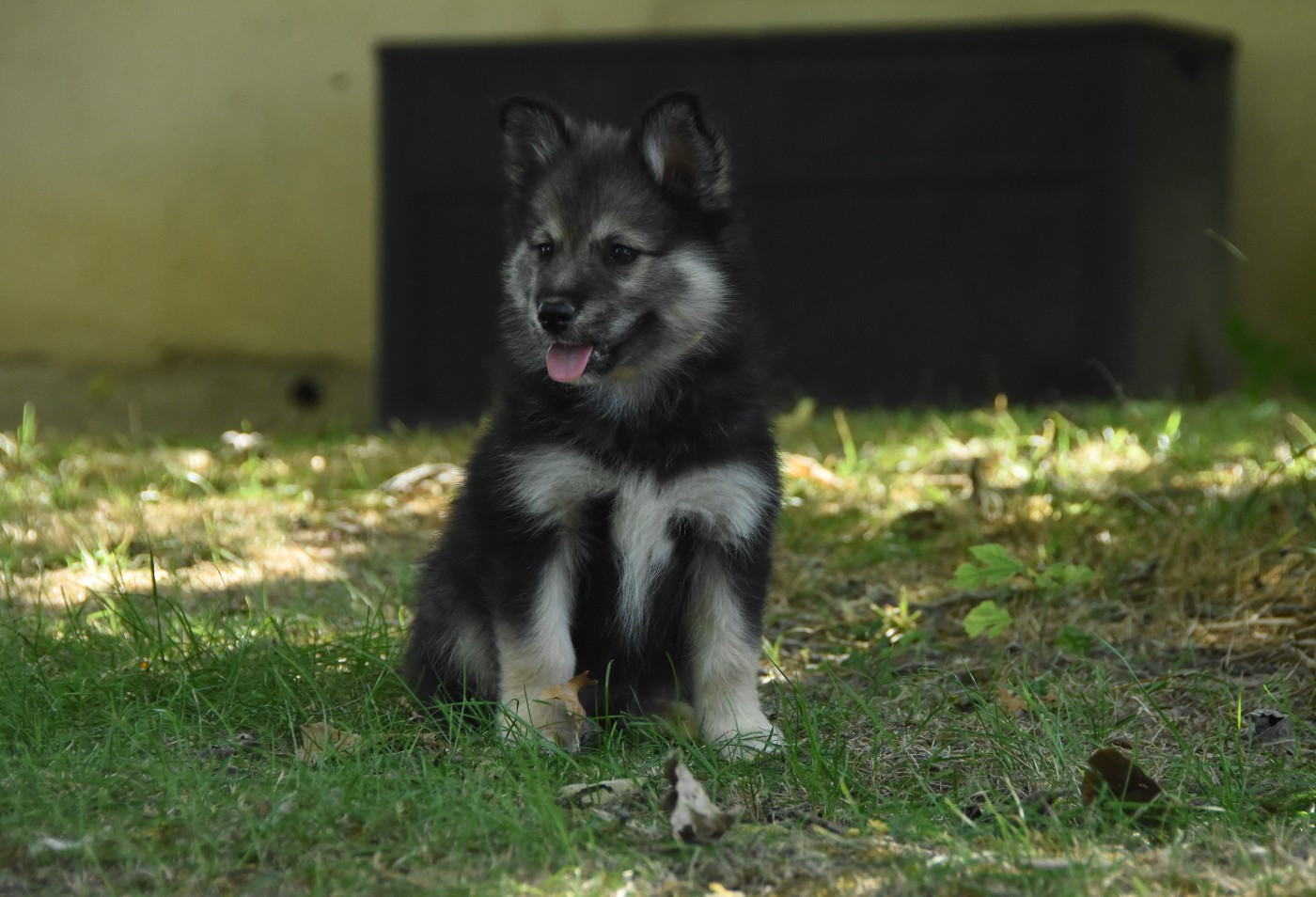 des Collines de Sagne - Chiots disponibles - Chien finnois de Laponie
