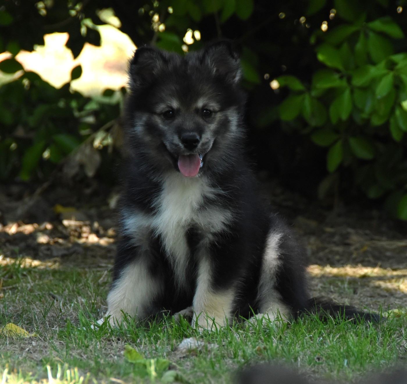des Collines de Sagne - Chiots disponibles - Chien finnois de Laponie