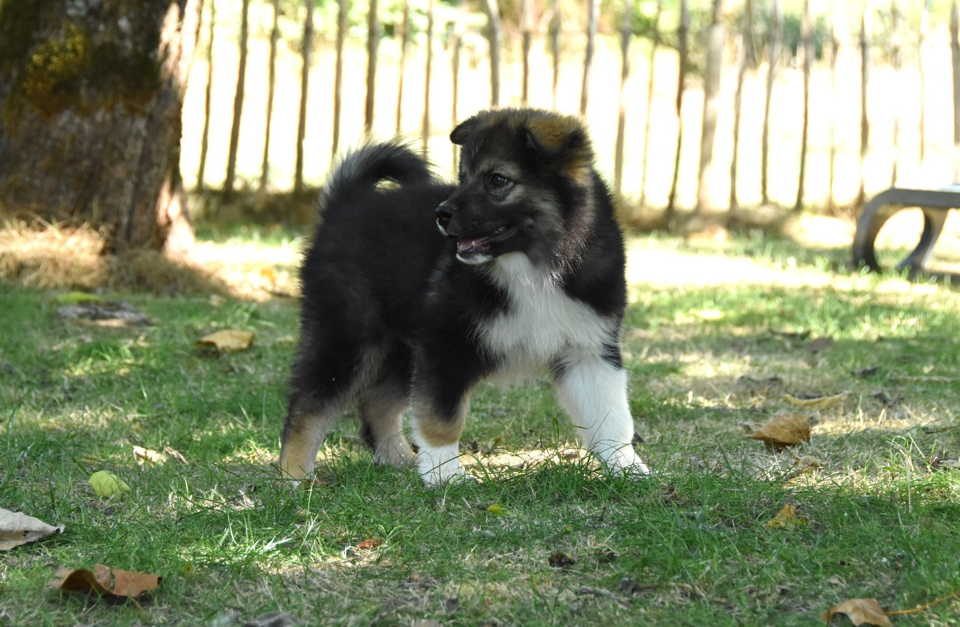 des Collines de Sagne - Chiots disponibles - Chien finnois de Laponie
