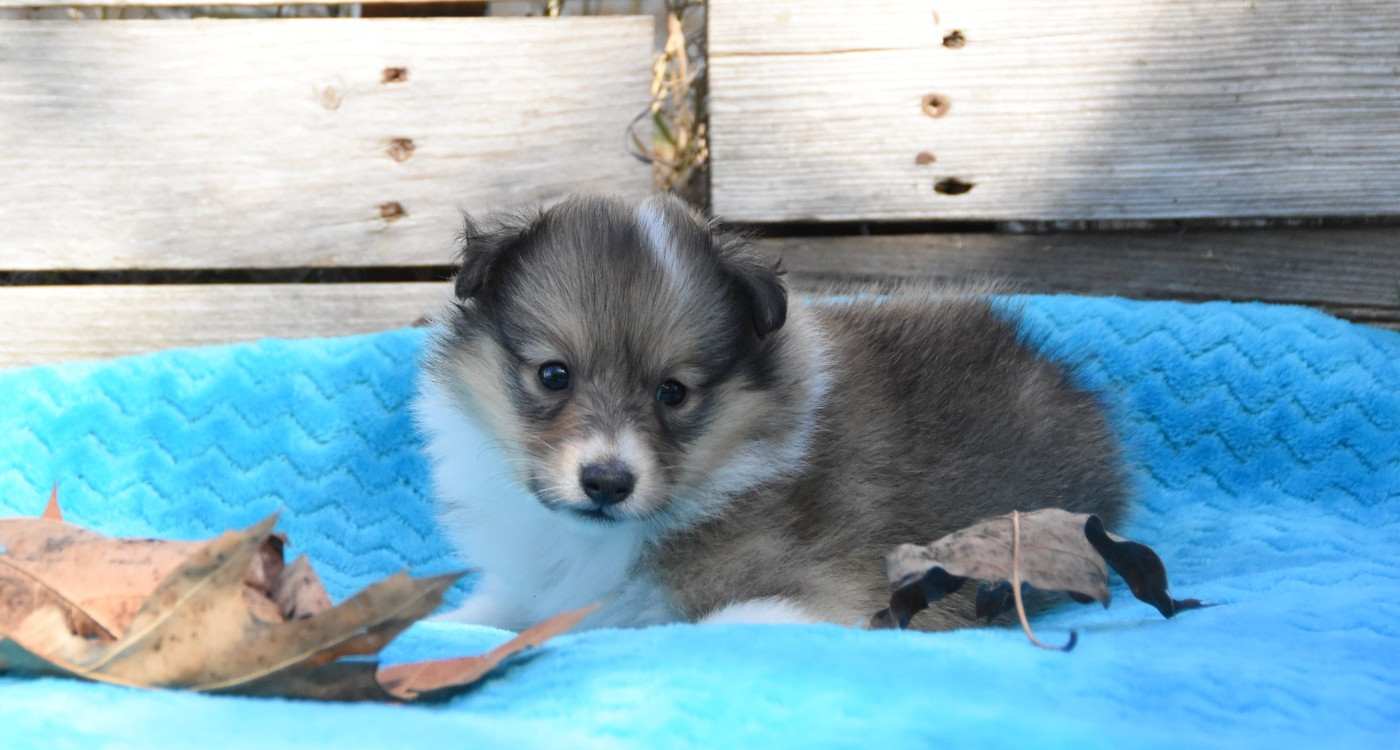 des Collines de Sagne - Chiots disponibles - Shetland Sheepdog