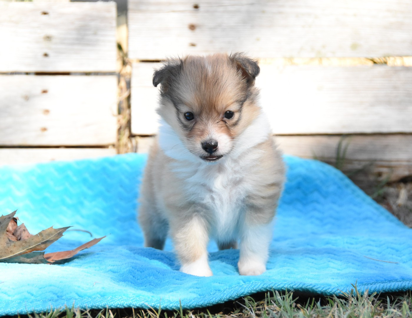 des Collines de Sagne - Chiots disponibles - Shetland Sheepdog