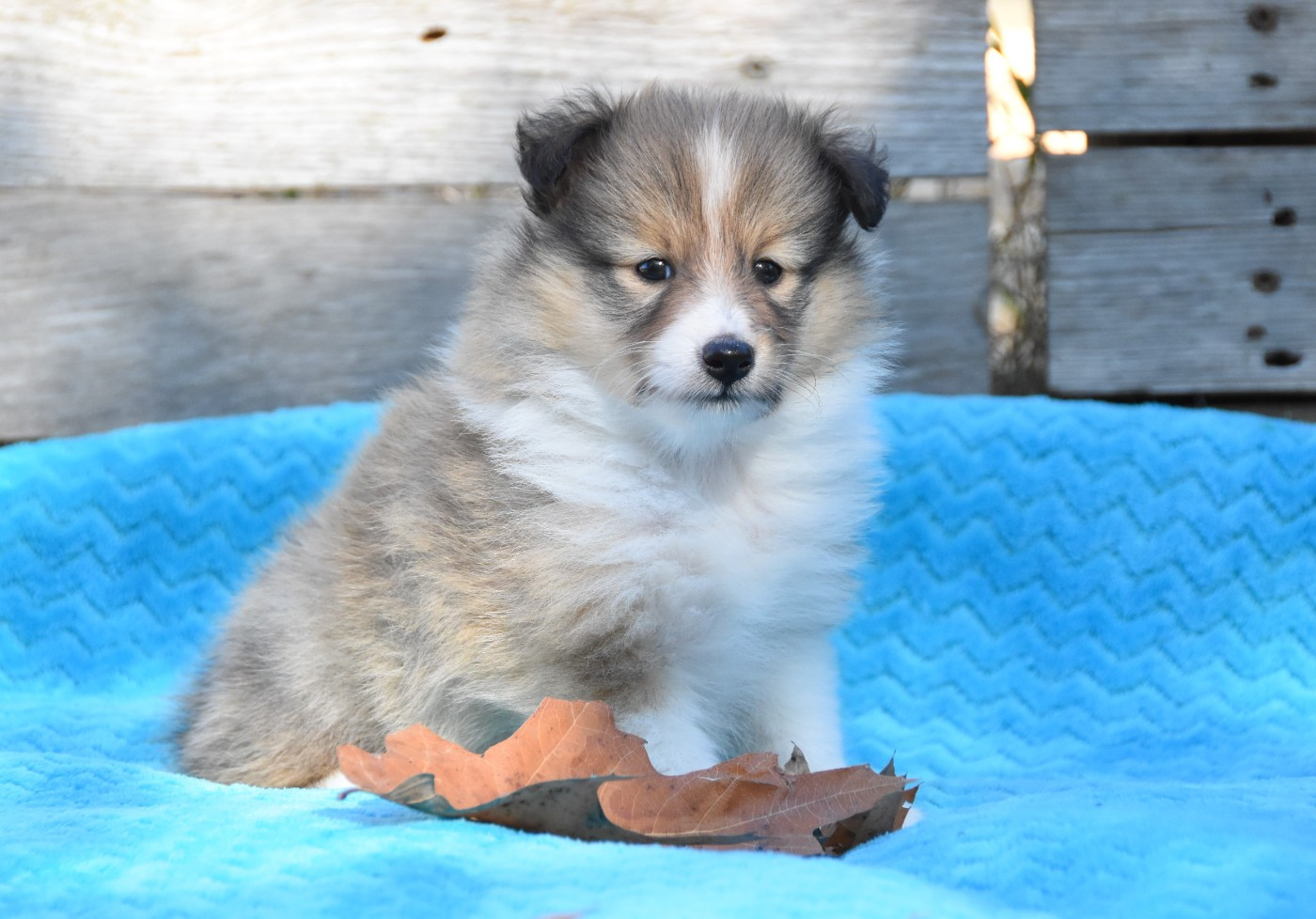 des Collines de Sagne - Chiots disponibles - Shetland Sheepdog