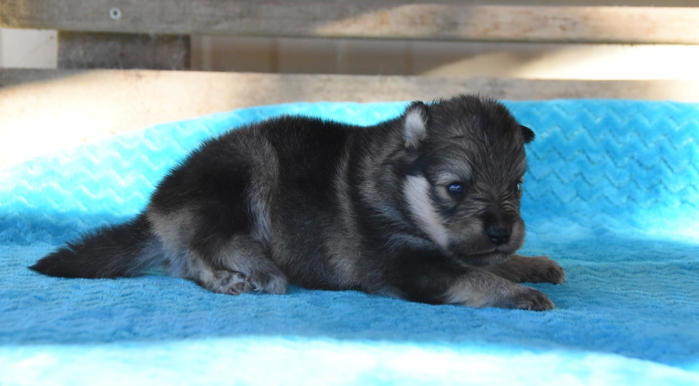 des Collines de Sagne - Chiots disponibles - Chien finnois de Laponie